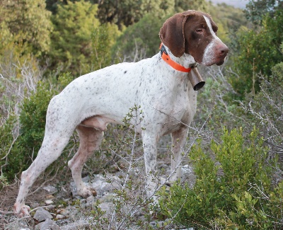 Des Bords De La Rahur - Champion de race 2013