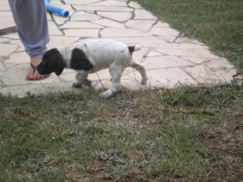 chiots